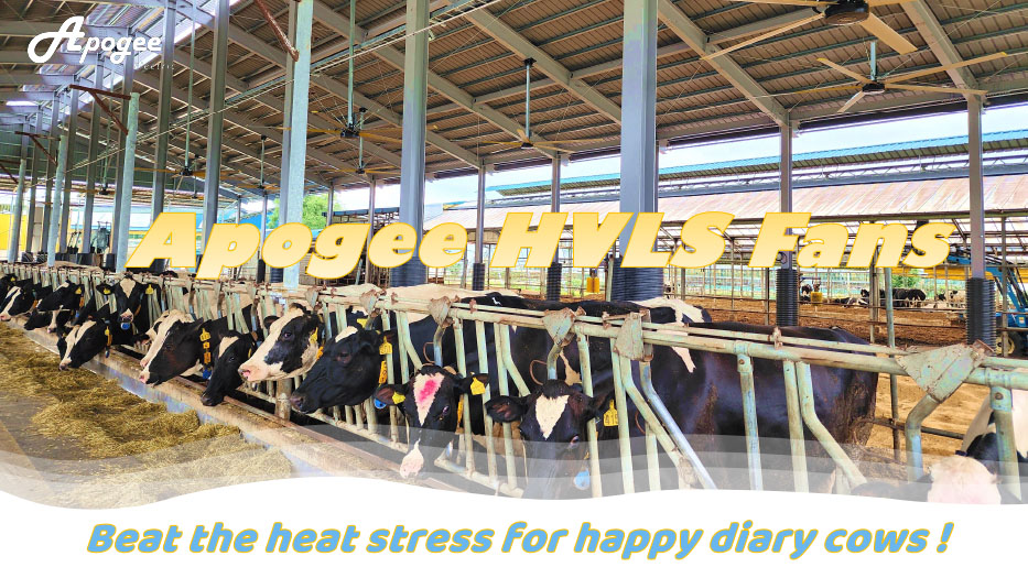 How HVLS Fans Boost Diary Cow Health and Farm Profits1