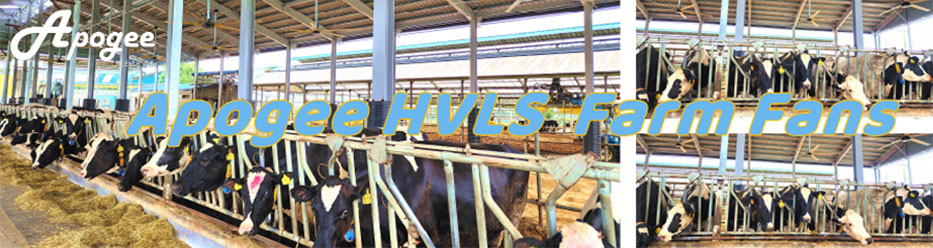 How HVLS Fans Boost Diary Cow Health and Farm Profits2