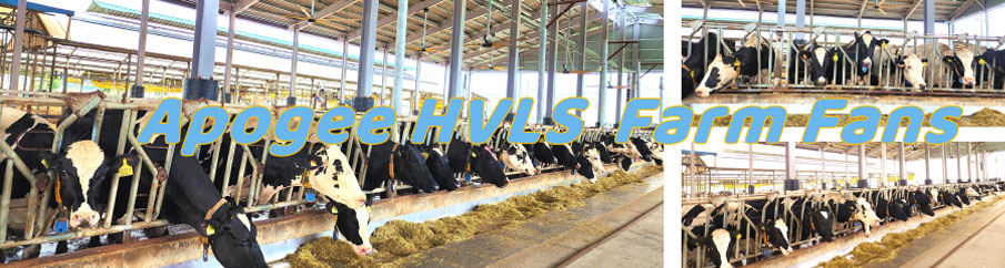How HVLS Fans Boost Diary Cow Health and Farm Profits3