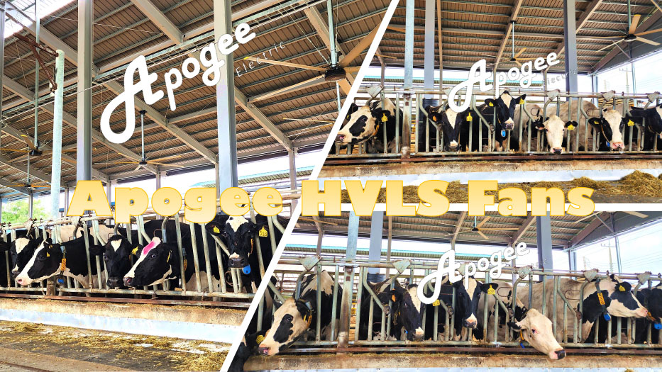 How HVLS Fans Boost Diary Cow Health and Farm Profits5